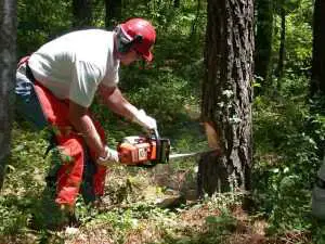 ppe for chainsaw work