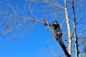 How To Climb A Tree To Cut Branches Safely